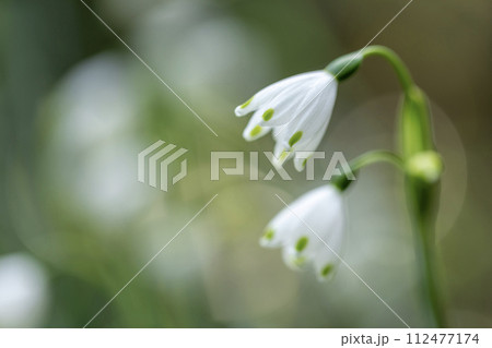 スノーフレーク 112477174