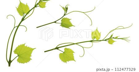 grape branches with leaves on white 112477329
