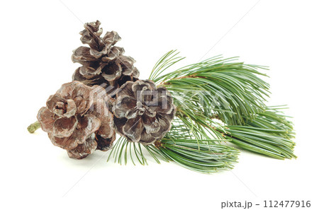 Forest decorated . Christmas pine cone. Christmas winter background. Green pine branch. isolated. 112477916