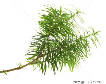 Yew . Bright young branches of a green bush close-up. Yew branches with fresh green leaves. yew, 112477918