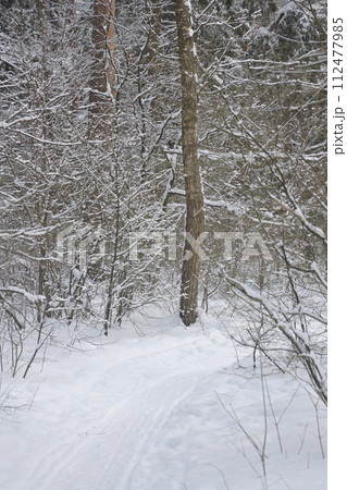 Snowy winter forest background. Beautiful spruce trees trunks pattern, sticked with snow. Snowy winter forest background. Beautiful spruce trees trunks pattern, sticked with snow. 112477985