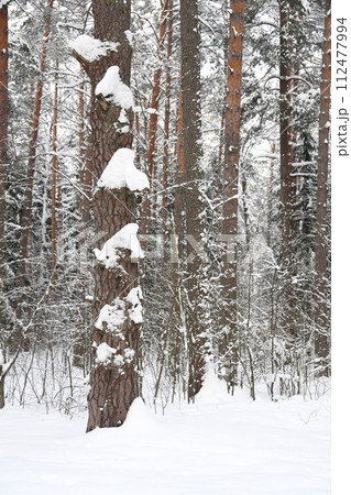 Snowy winter forest background. Beautiful spruce trees trunks pattern, sticked with snow. Snowy winter forest background. Beautiful spruce trees trunks pattern, sticked with snow. 112477994