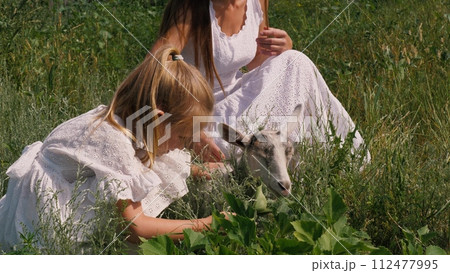 Family mother and daughter playing stroking cute little goat at sunny meadow grass pasture closeup. Woman and female kid child girl hugging touching adorable baby goatling at summer greenery field Family mother and daughter playing stroking cute little goat at sunny meadow grass pasture closeup. Woman and female kid child girl hugging touching adorable baby goatling at summer greenery field 112477995