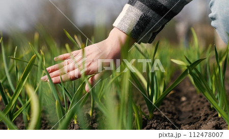 agriculture, farmer hand touches young leaves seedlings field, farm, gardening, farmer hand touches fresh leaves plant garden, farmer hand touches leaves harvest garden, small sprouts agriculture farm agriculture, farmer hand touches young leaves seedlings field, farm, gardening, farmer hand touches fresh leaves plant garden, farmer hand touches leaves harvest garden, small sprouts agriculture farm 112478007