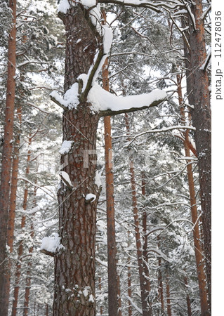 Snowy winter forest background. Beautiful spruce trees trunks pattern, sticked with snow. Snowy winter forest background. Beautiful spruce trees trunks pattern, sticked with snow. 112478036
