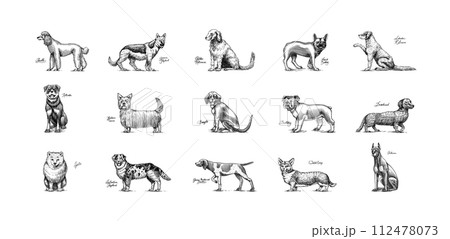 Dogs In This Drawing. Different breeds of domestic animals. Puppy characters design collection 112478073