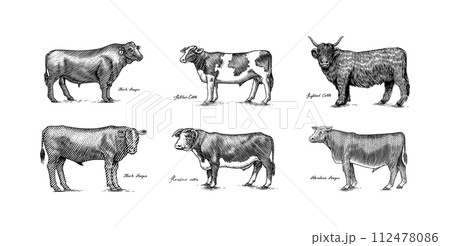 A Group Of Cows Standing Next To Each Other On A White Background. Farm cattle bulls. Different A Group Of Cows Standing Next To Each Other On A White Background. Farm cattle bulls. Different 112478086