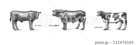 A Group Of Cows Standing Next To Each Other On A White Background. Farm cattle bulls. Different 112478105