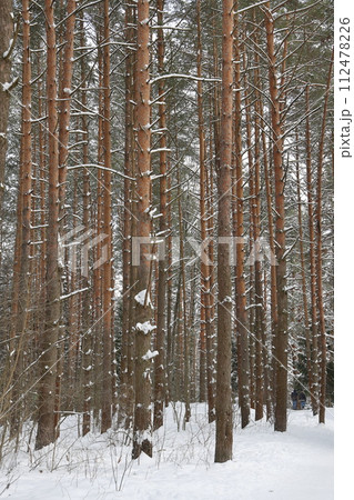 Picturesque winer forest. Fabulous snowy wonderland. Magic beautiful scenic view of pines 112478226