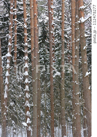 Picturesque winer forest. Fabulous snowy wonderland. Magic beautiful scenic view of pines 112478277