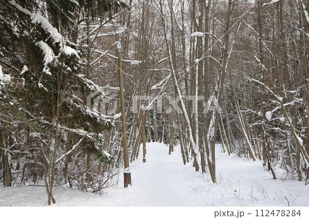 Picturesque winer forest. Fabulous snowy wonderland. Magic beautiful scenic view of pines 112478284