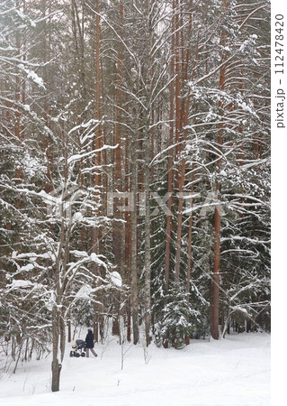 Picturesque winer forest. Fabulous snowy wonderland. Magic beautiful scenic view of pines 112478420
