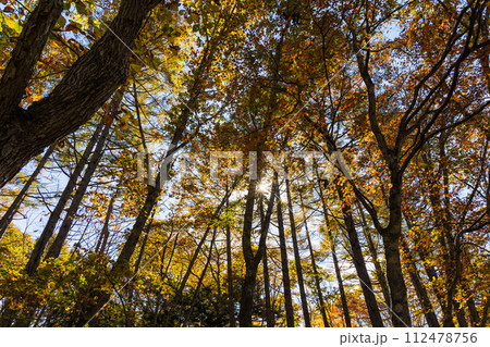 秋の長野　紅葉見頃の戸隠 112478756