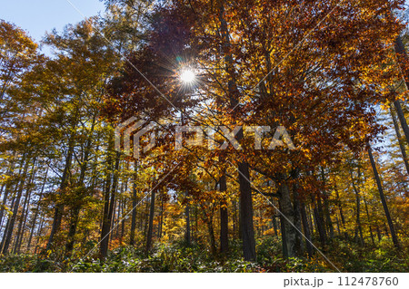 秋の長野　紅葉見頃の戸隠 112478760