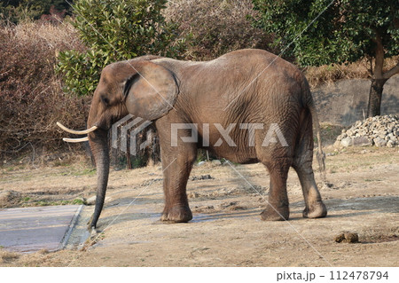 大きな牙の生えたアフリカゾウがいるサファリの風景 112478794
