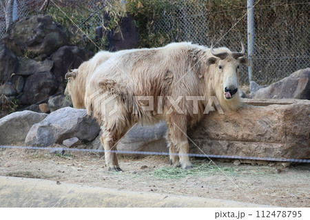 ゴールデンターキーがいる動物園の風景 112478795