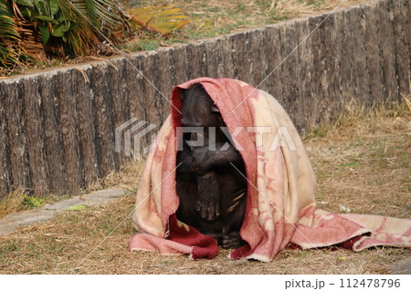 毛布にくるまるチンパンジーがいる動物園の風景 112478796