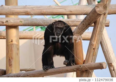 こちらを向く遊具の上のチンパンジーのいる動物園の風景 112479036