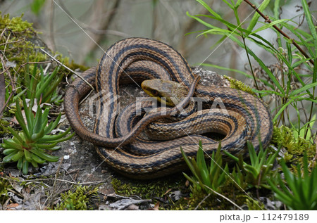 六甲の山で見たシマヘビがとぐろを巻いている姿が興味を誘います 112479189