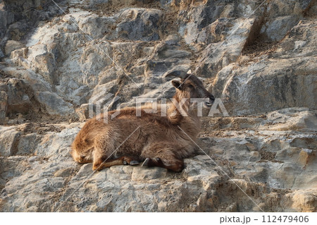 動物園の中の崖の上にいるヒマラヤタールの風景 112479406