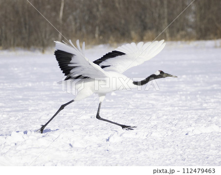 タンチョウの飛び立ち 112479463