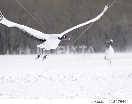 タンチョウの飛び立ち 112479464