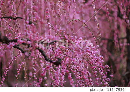 早春の梅の花、梅、ピンクの花びらが可愛い 早春の梅の花、梅、ピンクの花びらが可愛い 112479564
