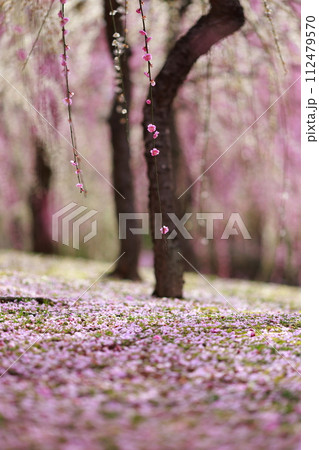 早春の梅の花、梅、ピンクの花びらが可愛い 112479570