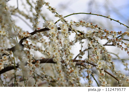 早春の梅の花、梅、ピンクの花びらが可愛い 112479577