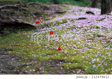早春の梅の花、梅、ピンクの花びらが可愛い 112479612