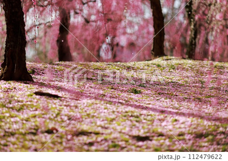 早春の梅の花、梅、ピンクの花びらが可愛い 112479622