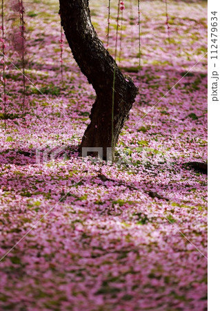 早春の梅の花、梅、ピンクの花びらが可愛い 早春の梅の花、梅、ピンクの花びらが可愛い 112479634