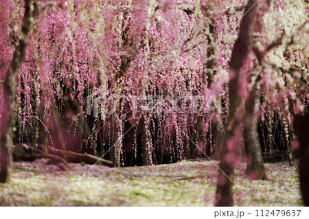 早春の梅の花、梅、ピンクの花びらが可愛い 早春の梅の花、梅、ピンクの花びらが可愛い 112479637