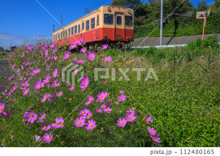 コスモス畑を走る小湊鉄道の列車 112480165