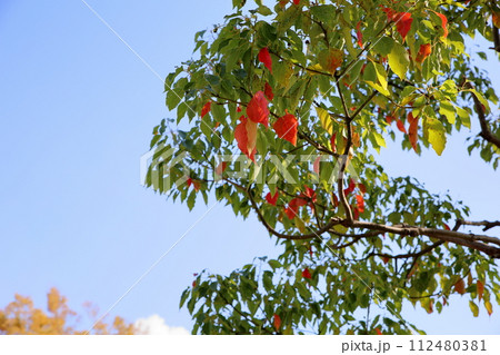 色づくクスノキの葉　ちらほら紅葉 112480381