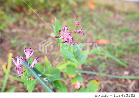 ホトトギスの花 満開 ホトトギスの花 満開 112480382