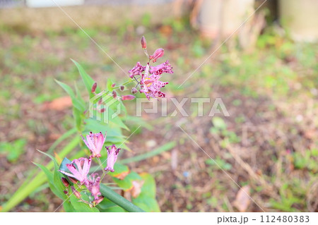 ホトトギスの花　満開 112480383