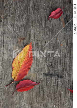 紅葉、桜の落ち葉 紅葉、桜の落ち葉 112481061