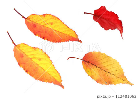 紅葉、桜の落ち葉 紅葉、桜の落ち葉 112481062