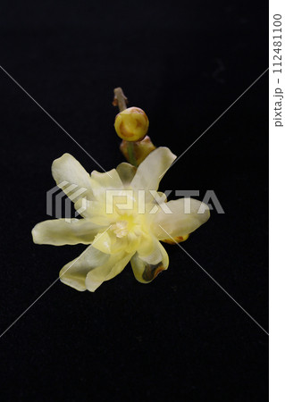 ロウバイの花、黒バック ロウバイの花、黒バック 112481100