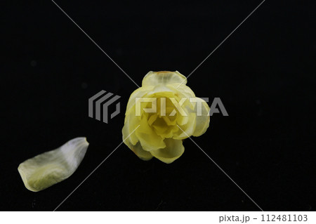 ロウバイの花、黒バック 112481103