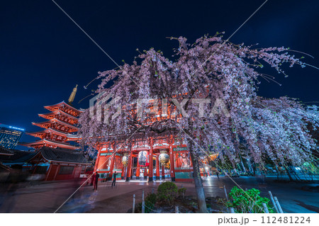 「東京都」浅草寺の宝蔵門と満開の枝垂れ桜・台東区 夜景 「東京都」浅草寺の宝蔵門と満開の枝垂れ桜・台東区 夜景 112481224