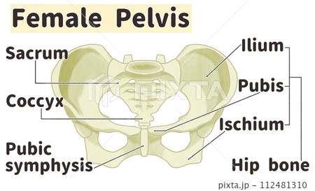 リアルな女性の骨盤の構造と名称　わかりやすい英語図解イラスト 112481310