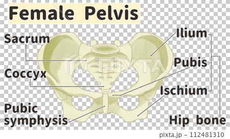 リアルな女性の骨盤の構造と名称　わかりやすい英語図解イラスト 112481310