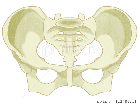 リアルな女性の骨盤の構造 わかりやすい図解イラスト リアルな女性の骨盤の構造 わかりやすい図解イラスト 112481311