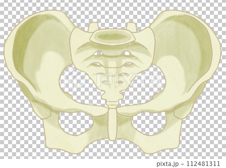リアルな女性の骨盤の構造 わかりやすい図解イラスト リアルな女性の骨盤の構造 わかりやすい図解イラスト 112481311