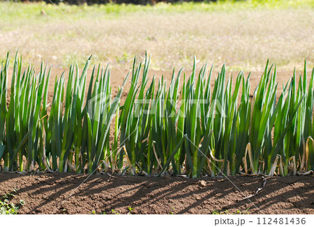 日光に映える一列に並んだ畑の青ネギ 日光に映える一列に並んだ畑の青ネギ 112481436