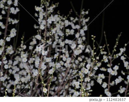 ライトアップされた夜の梅 112481637