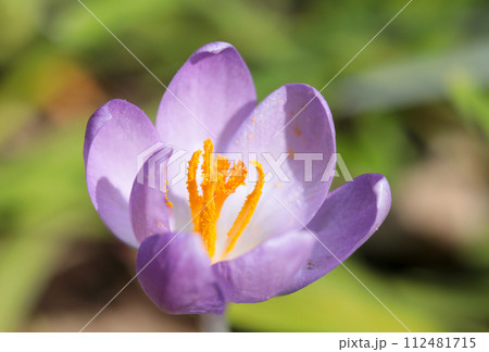 橙色と薄紫色のコントラストが美しいクロッカスの花アップ（晴天下マクロ撮影） 112481715