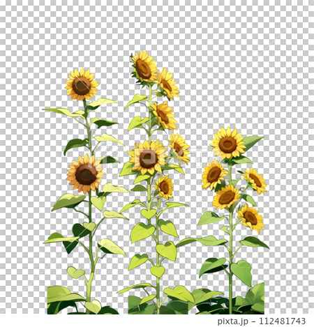 水彩向日葵明信片素材 112481743
